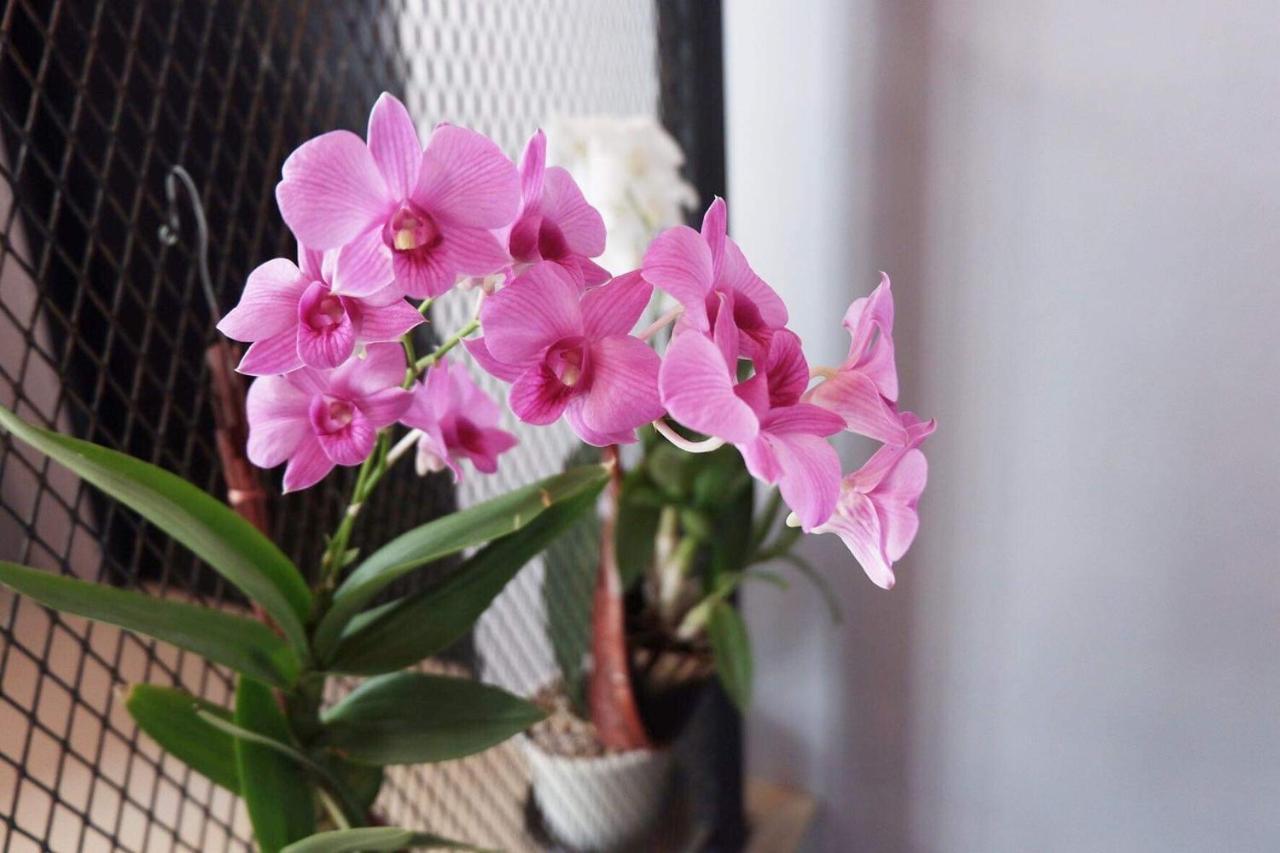 Get เกสต์เฮ้าส์ ประชารักษ์ Hotel Hat Yai Ngoại thất bức ảnh